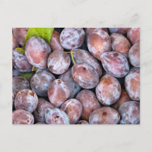 European plums postcard
