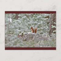 European Red Squirrel
