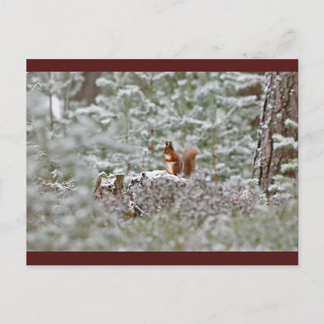 European Red Squirrel Postcard (Front)