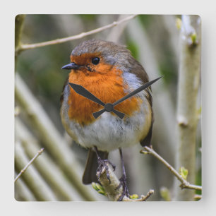 European Robin Acrylic Wall Clock