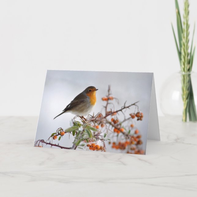 European Robin and orange berry Card (Front)
