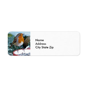 European Robin Feeder Photo