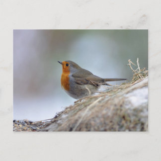European Robin in winter Postcard