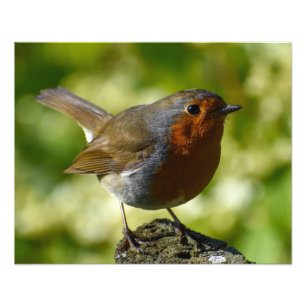 European Robin Photo Print