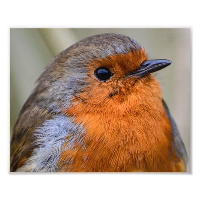 European Robin  Photo Print (Front)