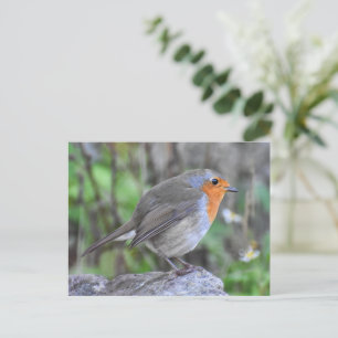 European Robin  Postcard