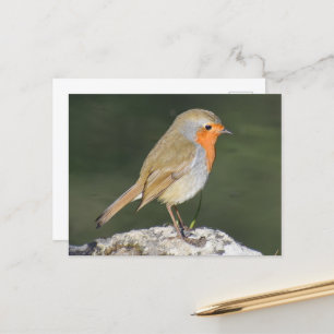 European Robin Postcard