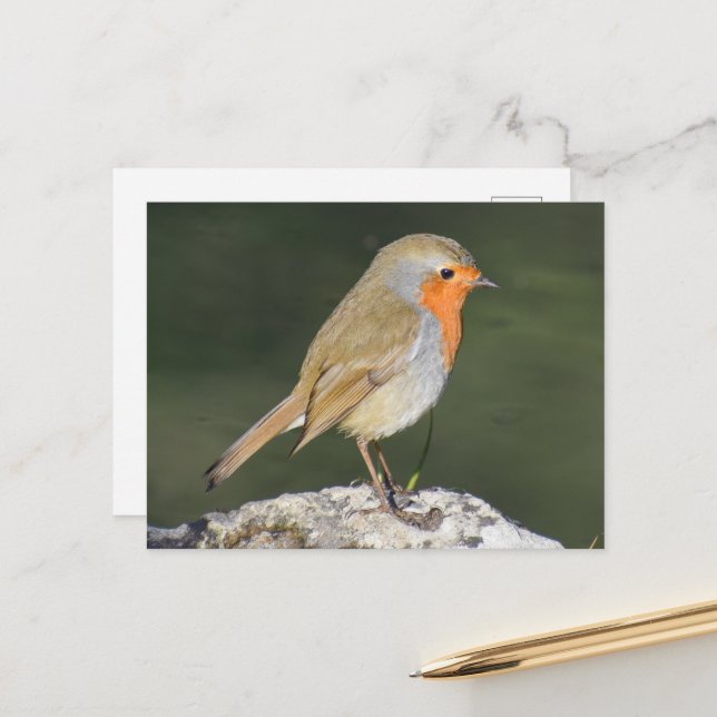 European Robin  Postcard (Front/Back In Situ)