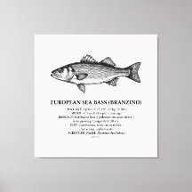 European Sea Bass Branzino Vintage 
