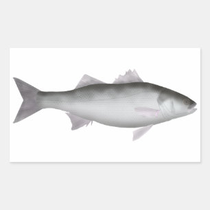 European Seabass Rectangular Sticker