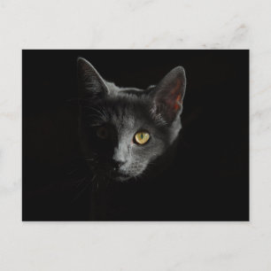 European Shorthair Black Cat Cat Portrait Postcard