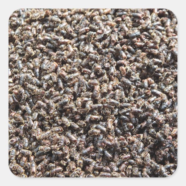 European spruce bark beetle square sticker (Front)