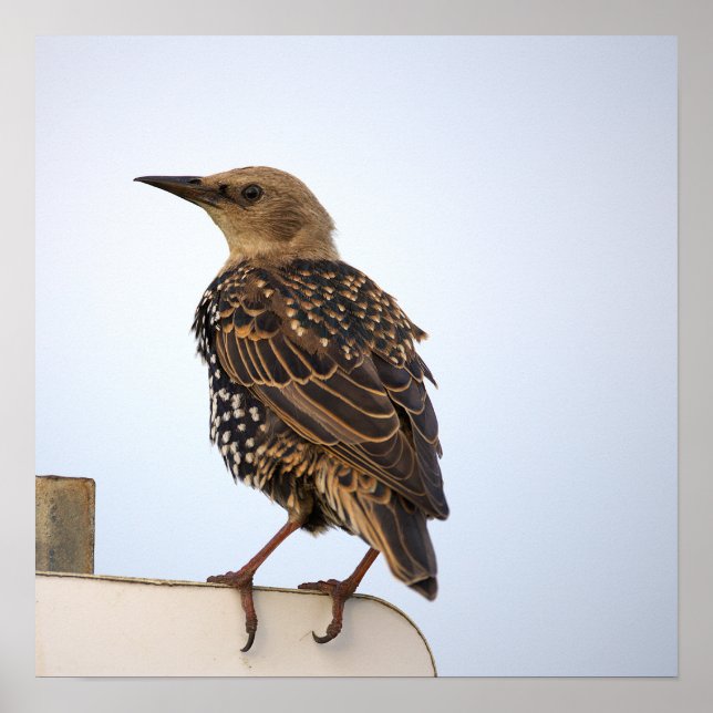 European Starling Bird Poster (Front)
