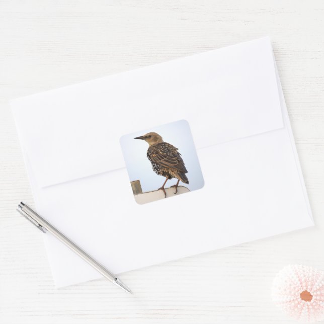 European Starling Bird Stickers (Envelope)