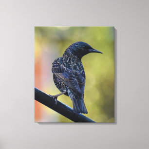 European Starling Canvas Print