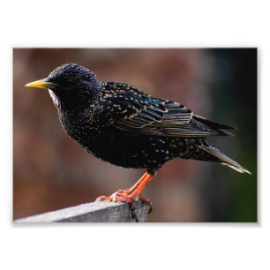 European Starling Photo Print