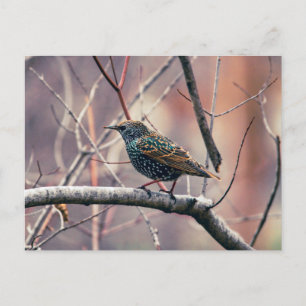 european starling postcard
