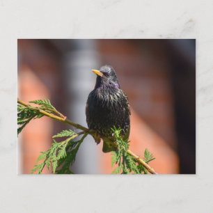European Starling Postcard