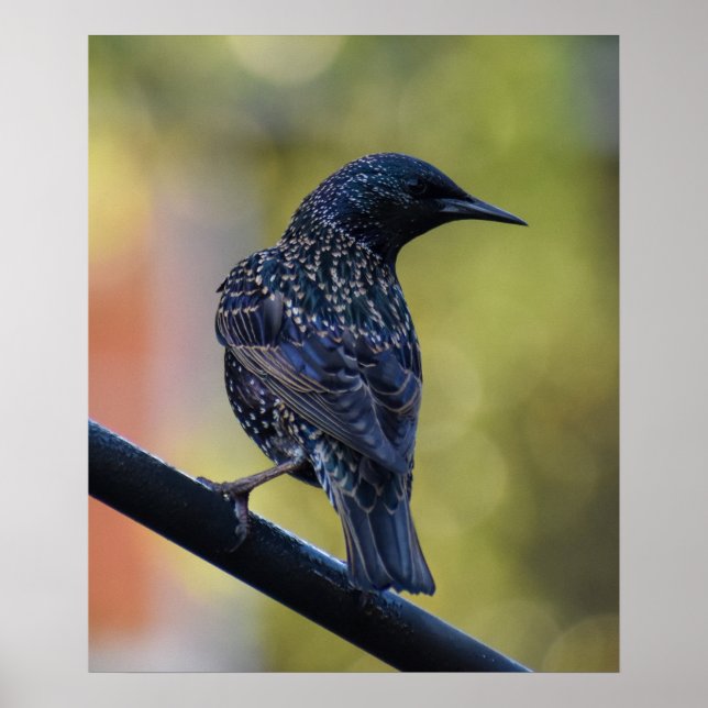 European Starling  Poster (Front)