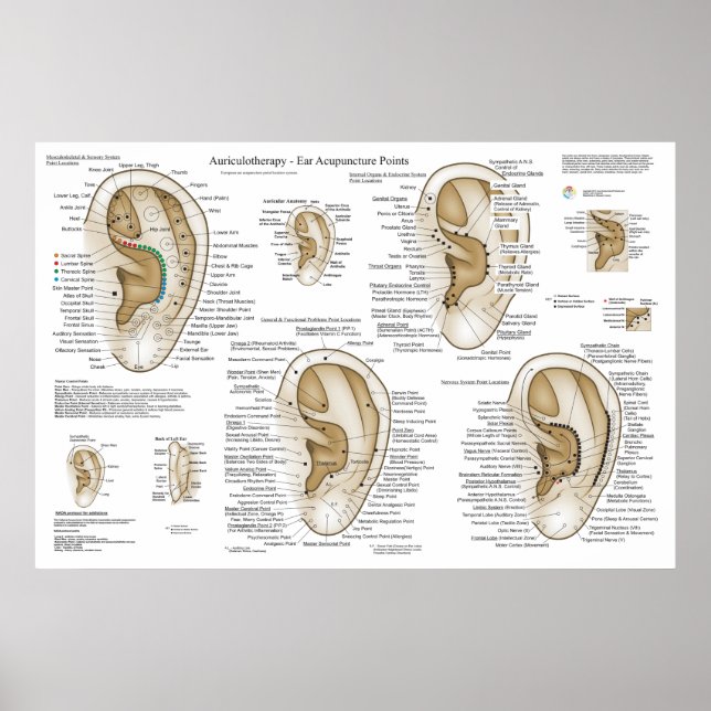 European System Auriculotherapy Ear Acupuncture Poster (Front)