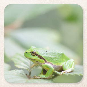 European tree frog in green coaster