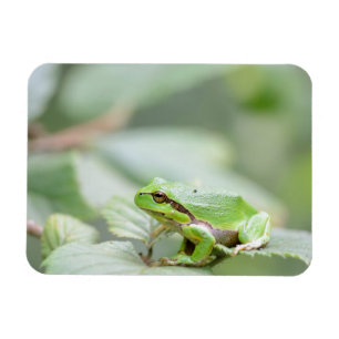 European tree frog in green rectangular magnet