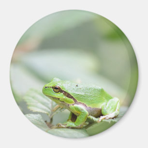 European tree frog in green round magnet