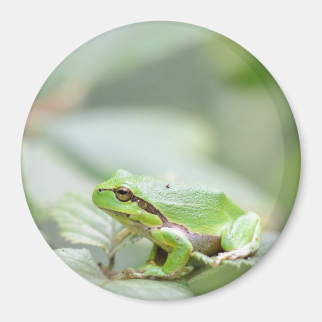 European tree frog in green round magnet (Front)