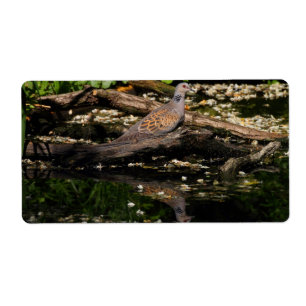European turtle dove