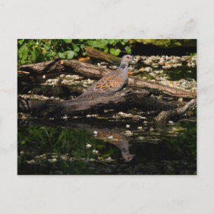 European turtle dove postcard