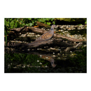 European turtle dove poster