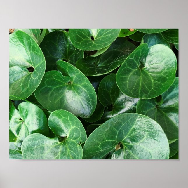 European Wild Ginger Glossy Green Leaves Close Up Poster (Front)