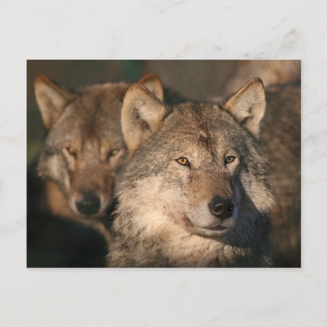 european wolf postcard (Front)