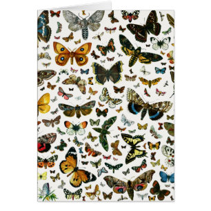 Europe's Best-Known Butterflies and Moths Collage