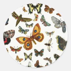 Europe's Best-Known Butterflies and Moths Collage Classic Round Sticker