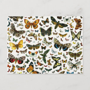 Europe's Best-Known Butterflies and Moths Collage Postcard