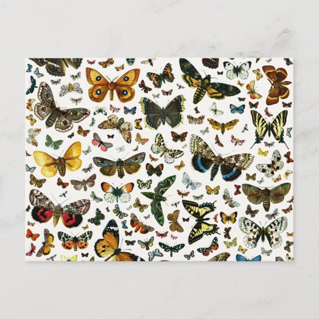 Europe's Best-Known Butterflies and Moths Collage Postcard (Front)