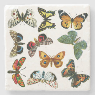Europe's Best-Known Butterflies and Moths Collage Stone Coaster