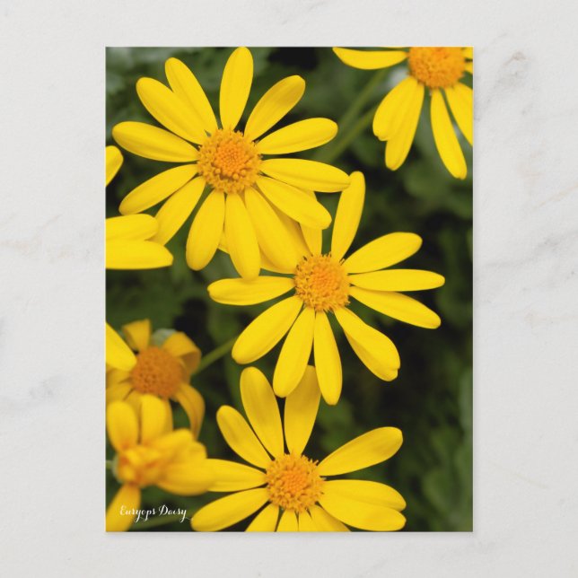 Euryops Daisy [Postcard] Postcard (Front)