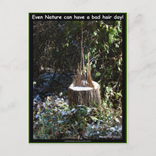 Even Nature Can Have A Bad Hair Day! Gifts Apparel Postcard