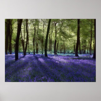 Evening Blubells Poster