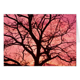 Evening Blush Tree Silhouette
