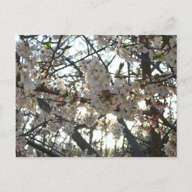 Evening Cherry Blossoms II Spring Sunset Postcard (Front)