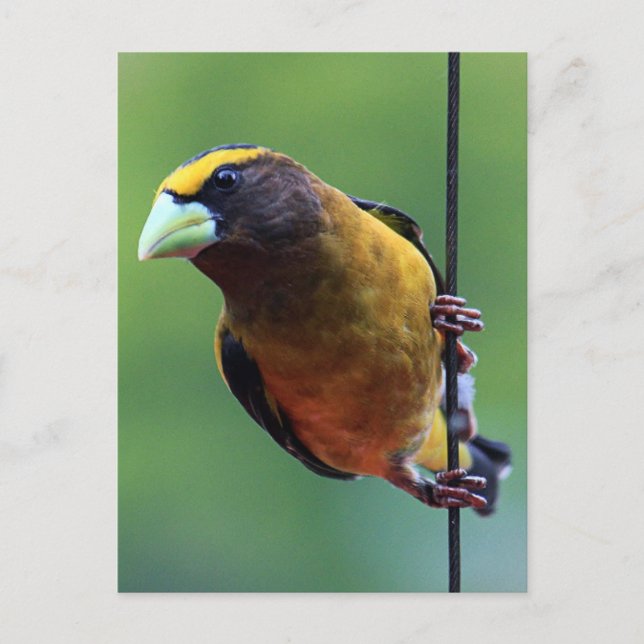 Evening Grosbeak (Coccothraustes vespertinus) Postcard (Front)