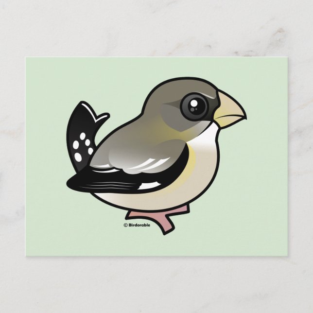 Evening Grosbeak (f) Postcard (Front)
