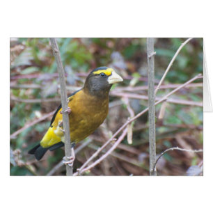 Evening Grosbeak - Frameable Art Card