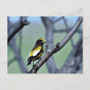 Evening Grosbeak Postcard