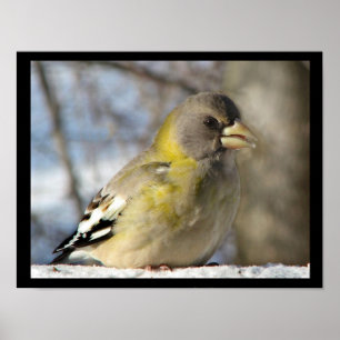 Evening Grosbeak Poster