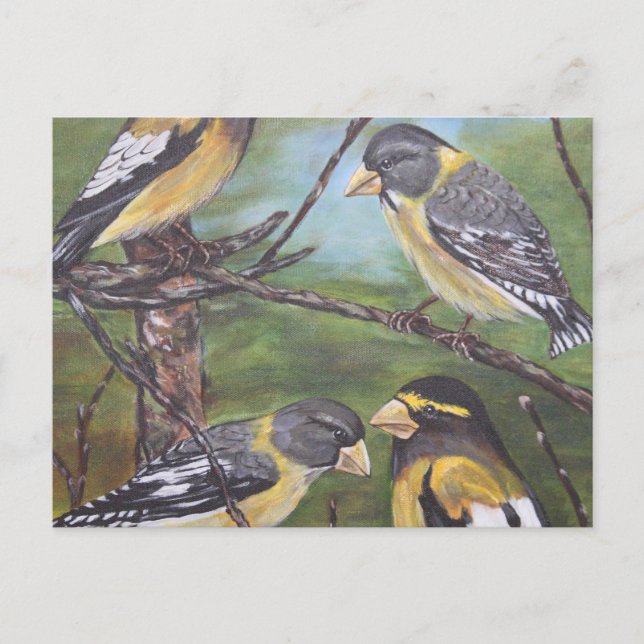 Evening Grosbeaks Postcard (Front)