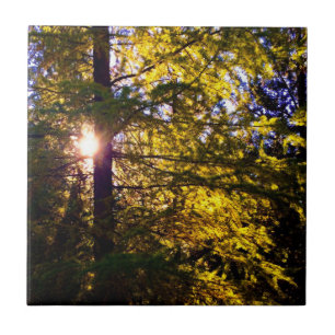 Evening Light Tile